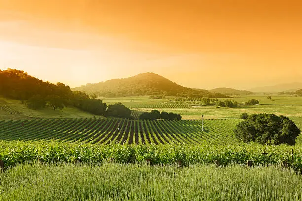 Tranquil vineyard landscape