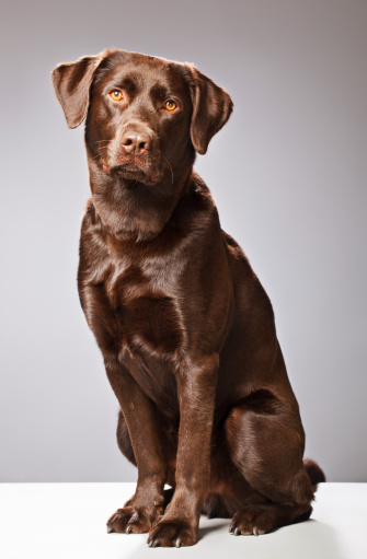 A dog of the type: Labrador