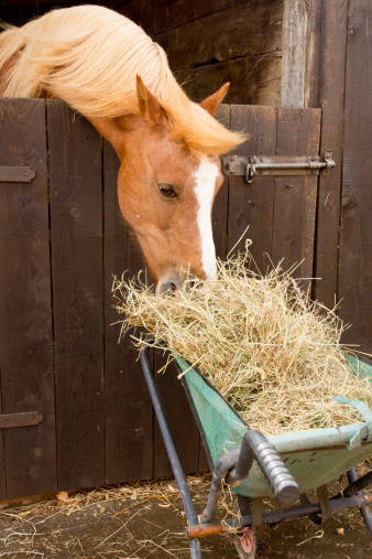 Pretty chestnut horse leaning over stable door stealing hay from wheelbarrw left parked to close!
