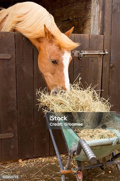 Sneak Вор — стоковые фотографии и другие картинки Лошадь - Лошадь, Сено, Шалость