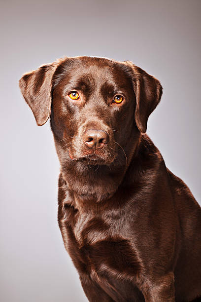 istock Portrait of a Chocolate Labrador 155444775