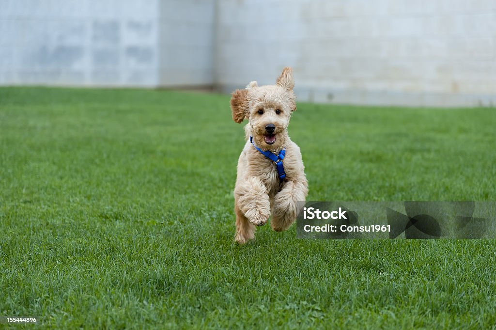Caniche - Foto de stock de Cachorro - Perro libre de derechos