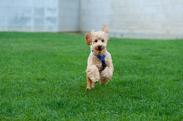 Barbone - foto stock