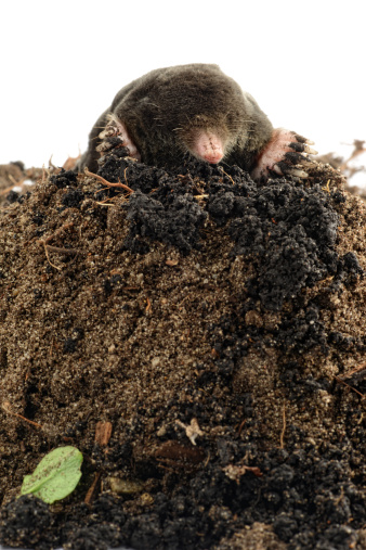 black Mole (Talpa europaea)  on a Molehill at white background