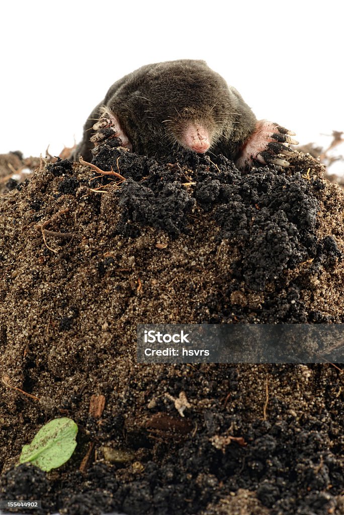 European Mole (Talpa europaea) on a Molehill black Mole (Talpa europaea)  on a Molehill at white background Mole - Animal Stock Photo