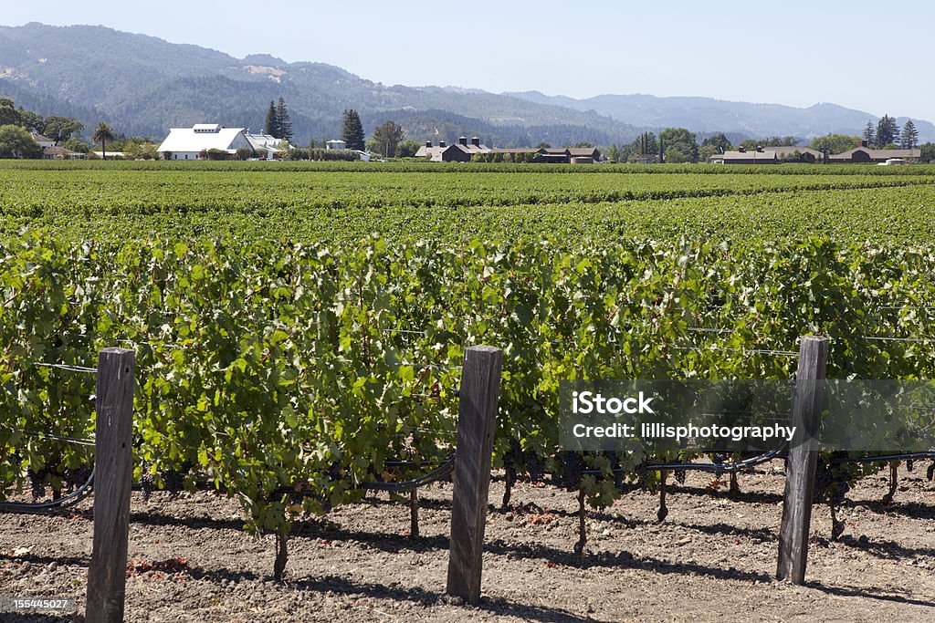 Vignobles de la Napa Valley en Californie - Photo de Californie libre de droits