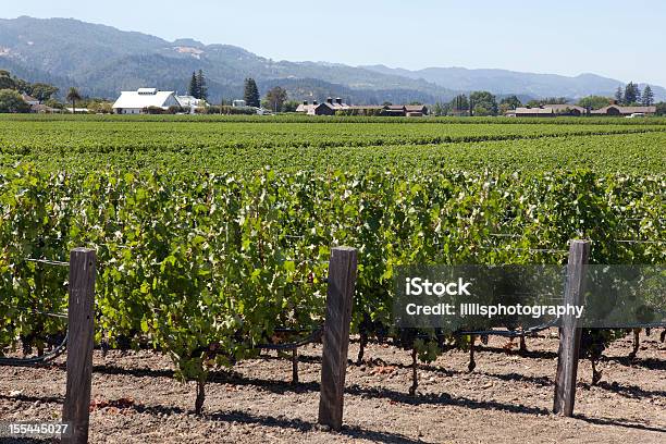 Photo libre de droit de Vignobles De La Napa Valley En Californie banque d'images et plus d'images libres de droit de Californie - Californie, Vignoble, Agriculture