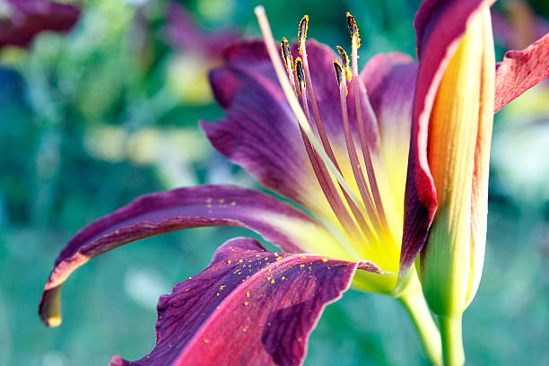 Lily stock photo