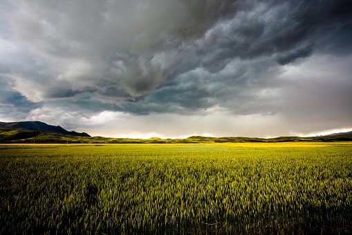 wheat in storm,adobe 1998 use...........