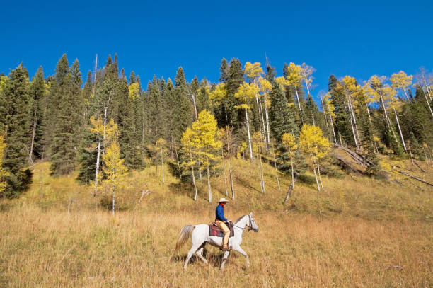istock rocky mountain horseback riding landscape 155445314