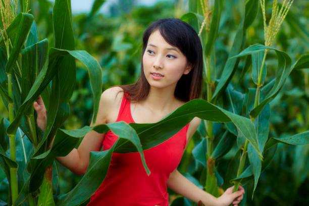 Corn crops in macro