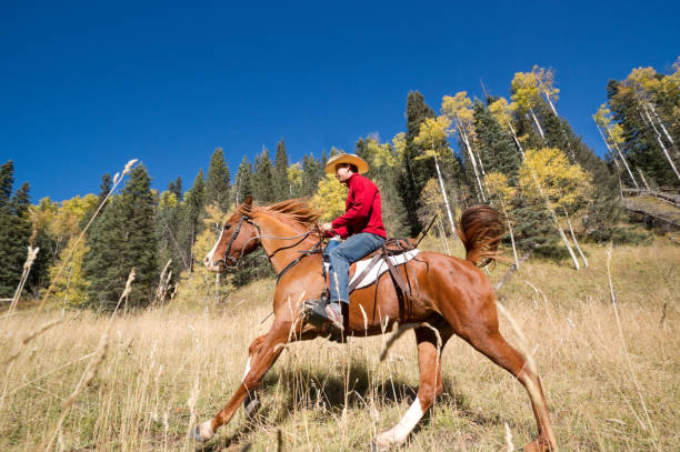 istock rocky mountain horseback riding 155445345