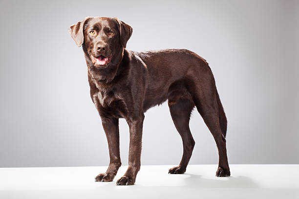 istock Portrait of a Chocolate Labrador 155445386