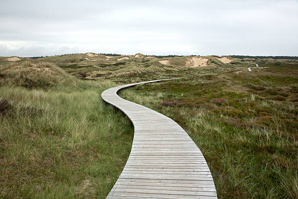 wooden walking path stock photo