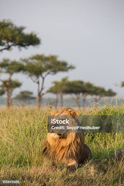 Photo libre de droit de Male Lion Au Kenya De Masaï Mara banque d'images et plus d'images libres de droit de Lion - Lion, Afrique, Animaux à l'état sauvage
