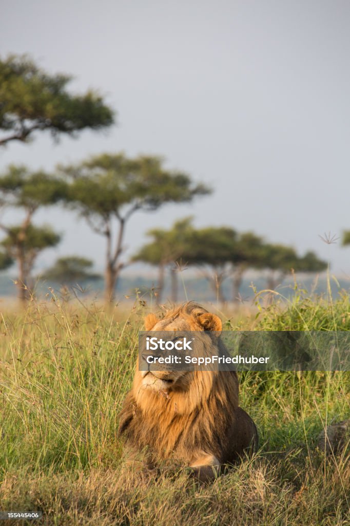 Maschio Leone del Masai Mara Kenya - Foto stock royalty-free di Leone - Grande felino