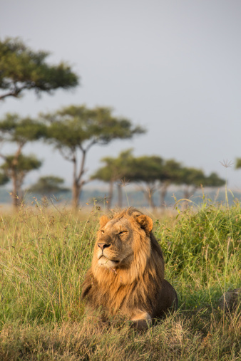 Male Lion in the Masai Mara National Park Kenia is lying on a hill in the first morning light.