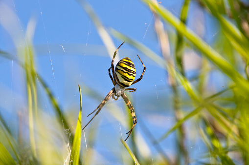 female wasp spider in her net in grass (Argiope bruennichi)