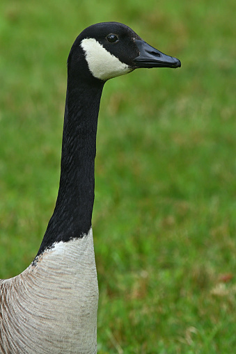 Canadian goose in flight during spring time. The Canada goose \