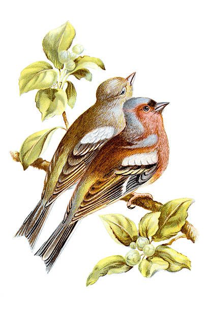 Chaffinch Chromolithograph Chaffinch Chromolithograph public domain images stock illustrations