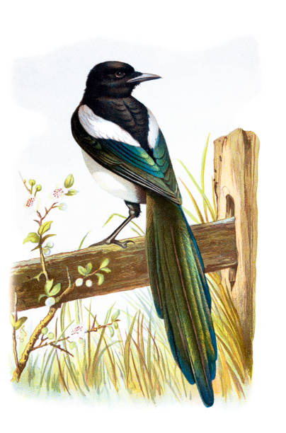 ilustrações, clipart, desenhos animados e ícones de magpie chromolithograph - pega rabuda