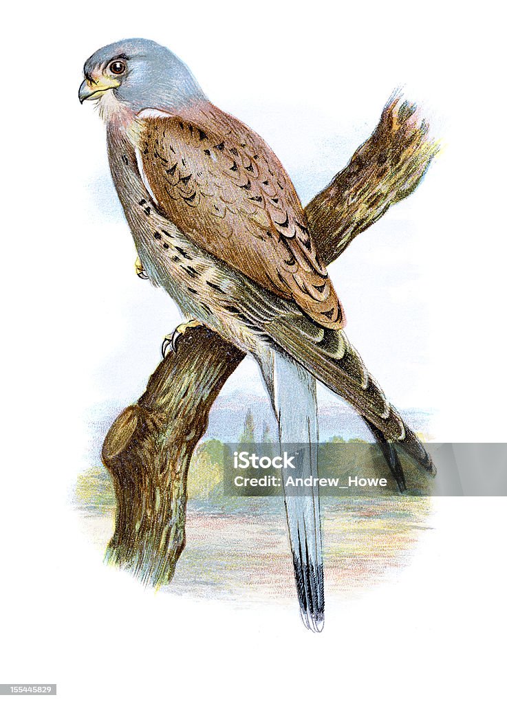 Gheppio Cromolitografia - Illustrazione stock royalty-free di Uccello
