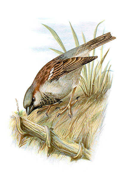 stockillustraties, clipart, cartoons en iconen met house sparrow chromolithograph - house sparrow