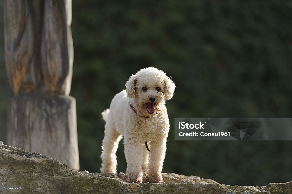 ¿Busca - Foto de stock de Caniche miniatura libre de derechos