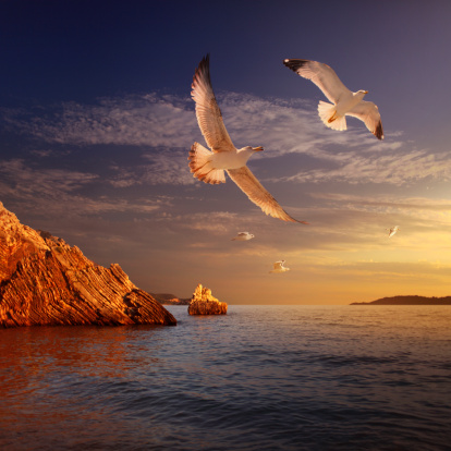 Sunset sea landscape with beautiful rocks and seagulls. Adriatic sea, Euripe, Montenegro
