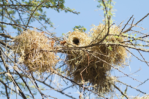 Hornet nest hanging in a tree in its environment and habitat surrounding. Bee Nest.