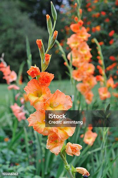 Gladiole Stockfoto und mehr Bilder von Gladiole - Gladiole, Blume, Einjährig - Pflanzeneigenschaft
