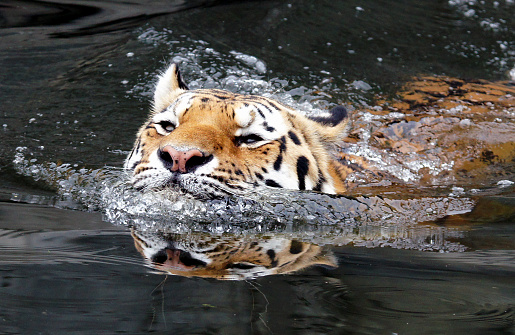 Tiger in the water.