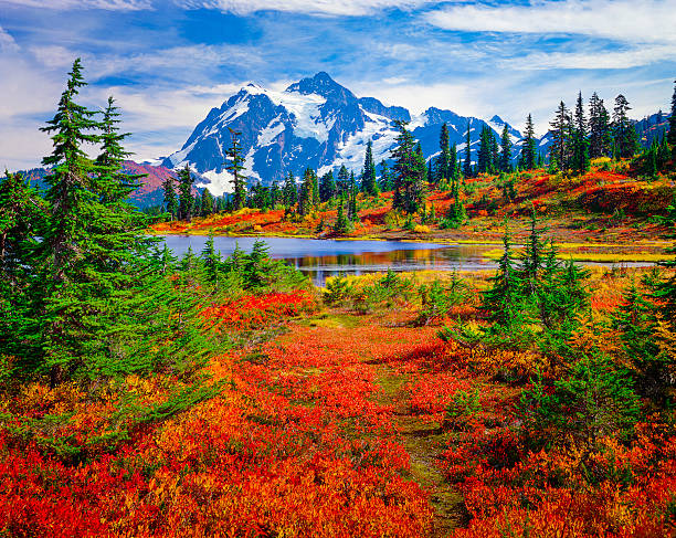 Mount Shuksan, Picture Lake, Washington, brilliant carpet orange autumn colors North Cascades National Park, Mt. Shuksan and Picture Lake in the fall, with carpet of brilliant red blueberry bushes picture lake stock pictures, royalty-free photos & images