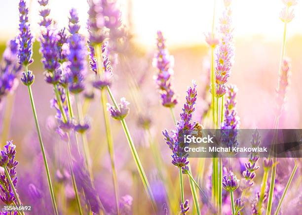 Nahaufnahme Einer Biene In Lavendelfeld In Der Provence Frankreich Stockfoto und mehr Bilder von Lavendelfarbig