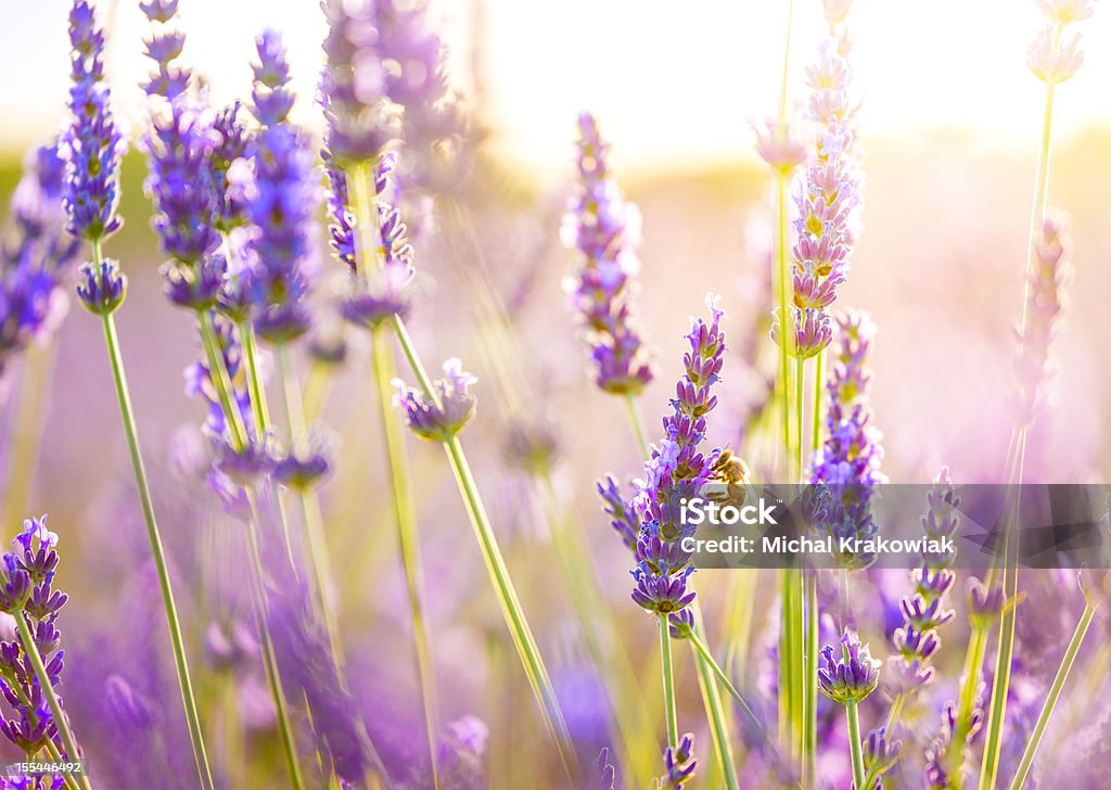 Close-up of a bee in lavender field in Provence, France. Close up of lavender with a bee enjoying fresh flowers. Photo taken in Provence, France. Lavender Color Stock Photo
