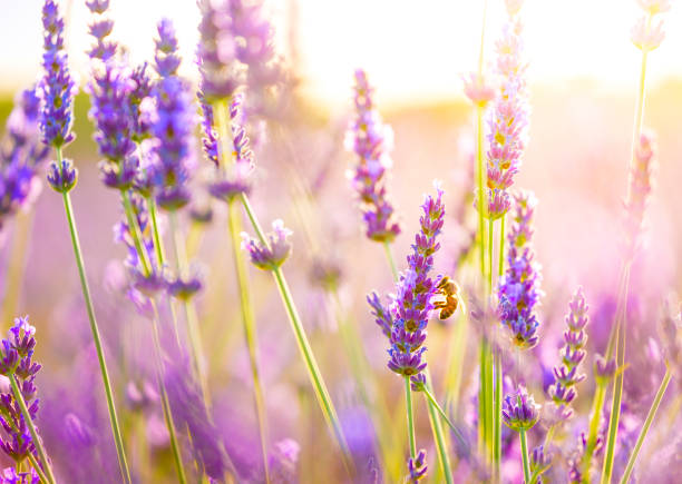 Close-up of a bee in lavender field in Provence, France. Close up of lavender with a bee enjoying fresh flowers. Photo taken in Provence, France. bee purple flower stock pictures, royalty-free photos & images
