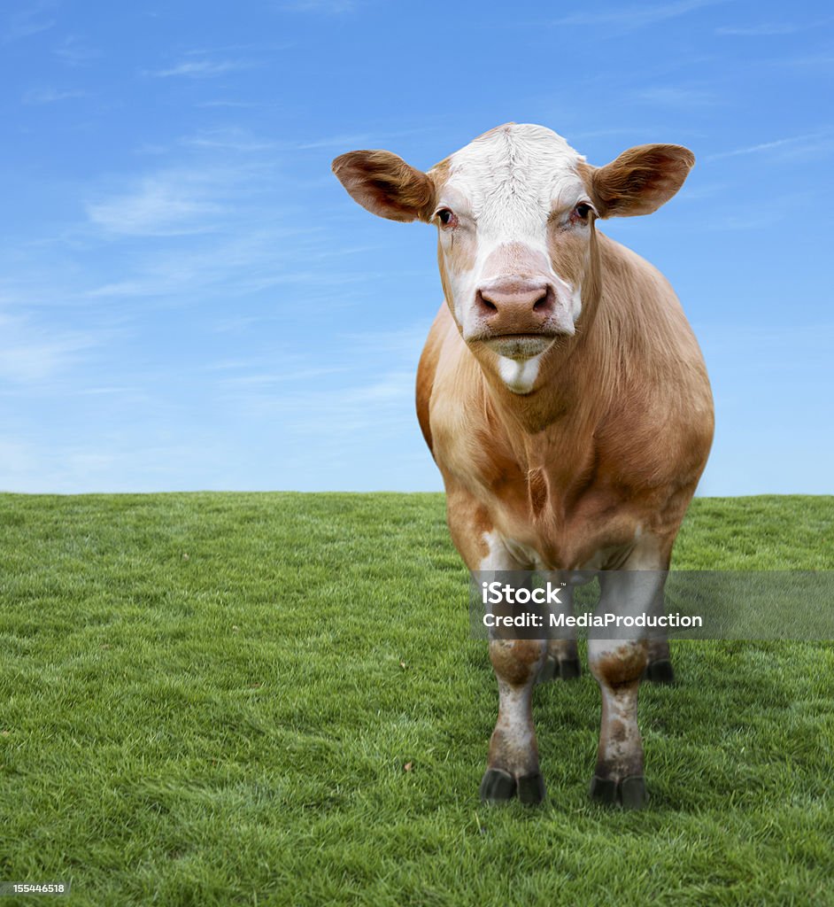 Vache sur champ vert Avec copyspace - Photo de Vache libre de droits