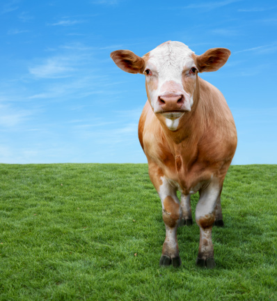 Cow in field moo in summer field