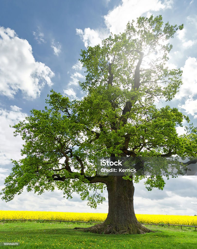 Einzelne oak auf rapsfeld - Lizenzfrei Baum Stock-Foto