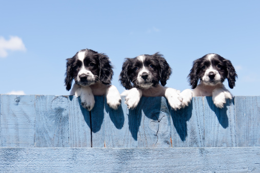 Three spaniel puppies balancing on top of blue wooden fence looking at whatever is on the other side.