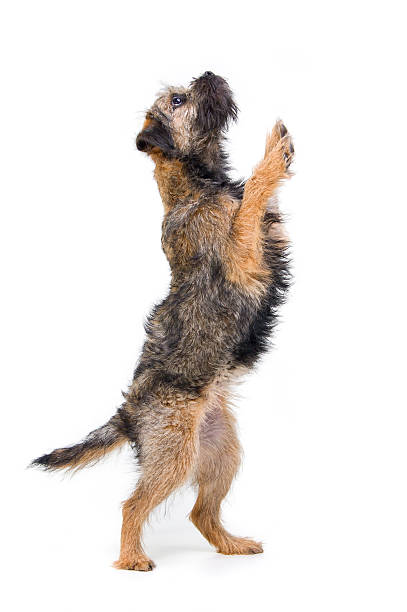 walk like a man Clever border terrier walking on two legs border terrier stock pictures, royalty-free photos & images