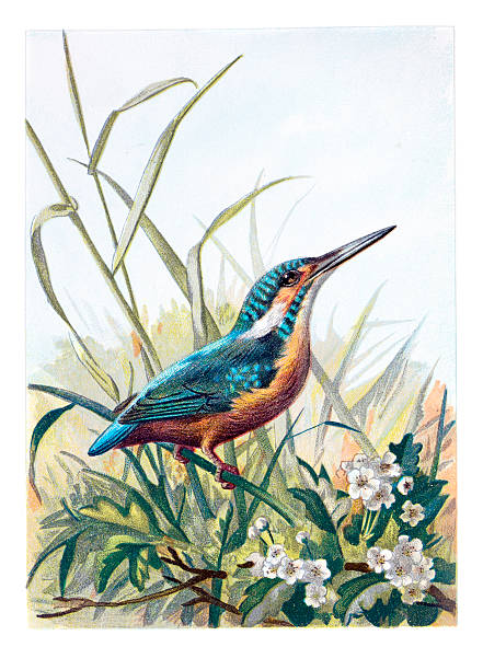 ilustrações, clipart, desenhos animados e ícones de kingfisher chromolithograph - guarda rios