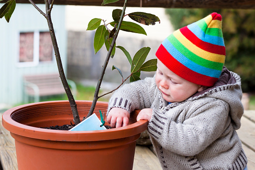 Little boy playing with pot plant