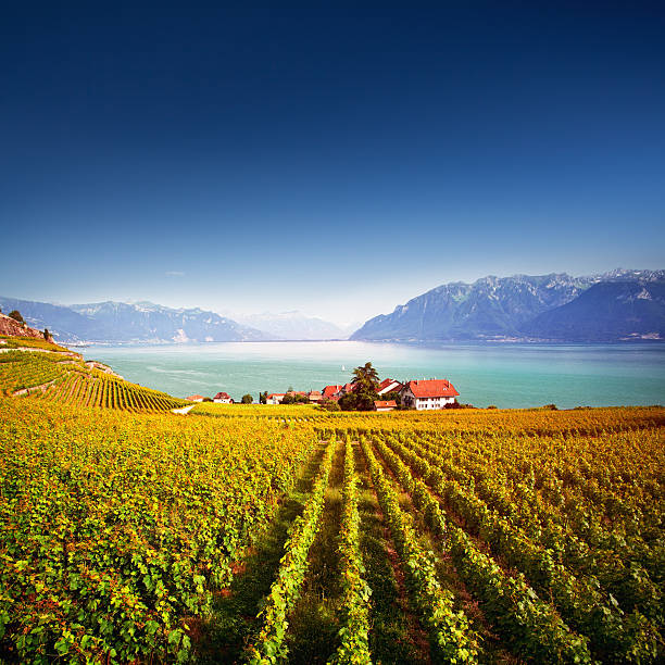 vigneti lavaux - agriculture winemaking cultivated land diminishing perspective foto e immagini stock