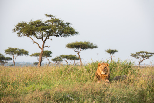 Photo of a couple os lionesses hunting at the Maasai Mara National Reserve in Kenya, África.