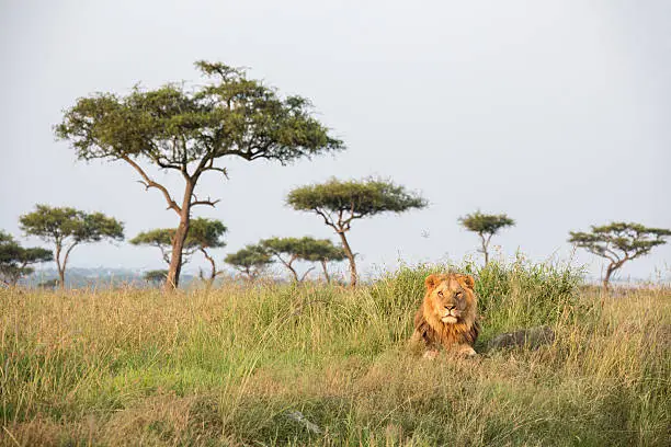 Male Lion in the Masai Mara National Park Kenia is lying on a hill in the first morning light.