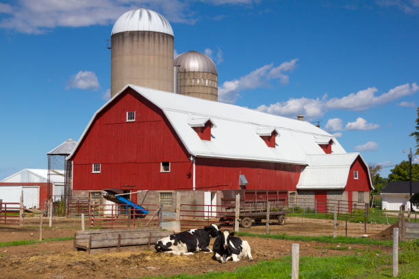 Old white barn with two adjoining silos.  Concepts could include agriculture, family farming, history, other.  Copy space in sky if needed.