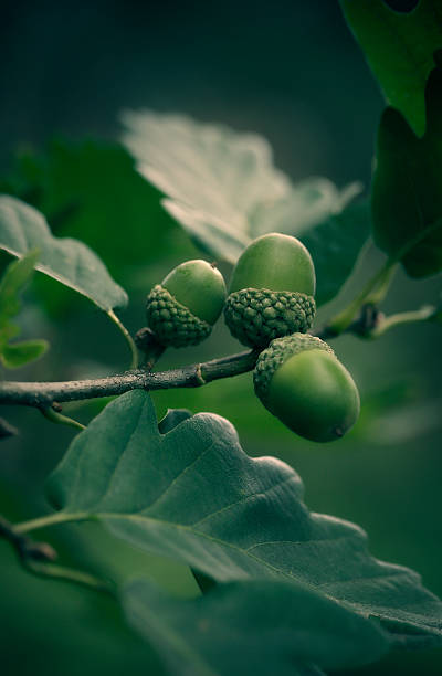 oak tree branch with acorns oak tree branch with acorns acorn photos stock pictures, royalty-free photos & images
