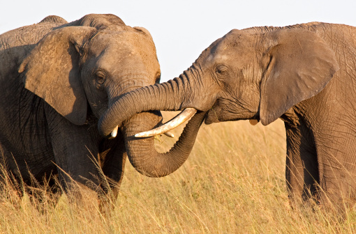 Unusual image of two adult elephants feeding one another in open savannah - Masai Mara, Kenya