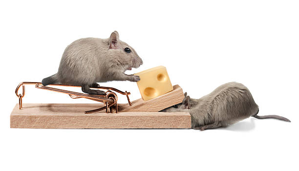 Teamwork Two mice stealing cheese from a mouse trap. One pushes the cheese holder up so that the trap will not trip,, other is on the top pulling the cheese off rodent trap stock pictures, royalty-free photos & images